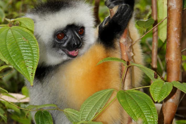 Highlights of Eastern Madagascar Safari