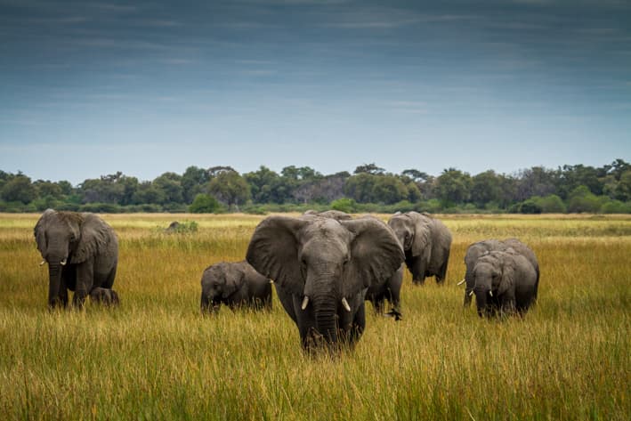 Botswana and Zimbabwe Safari
