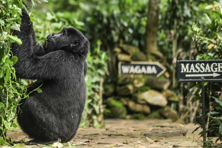 Highlights of Uganda Safari