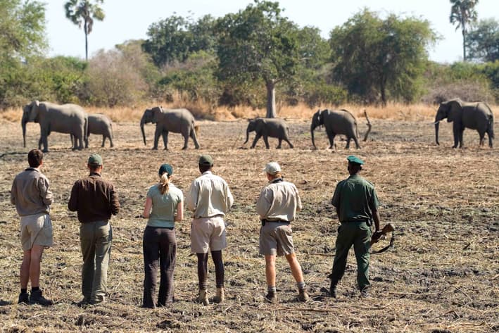 Zambia Walking Safari