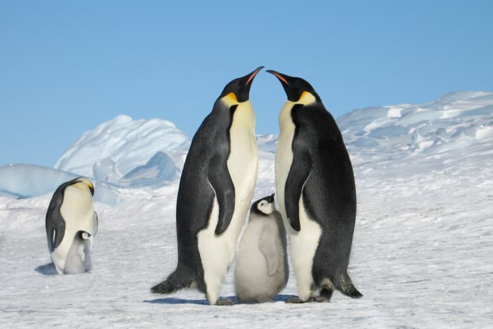 Emperors Penguins, Antarctica