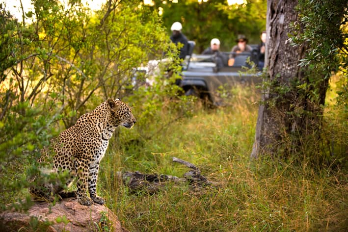 best of Southern Africa wildlife safari