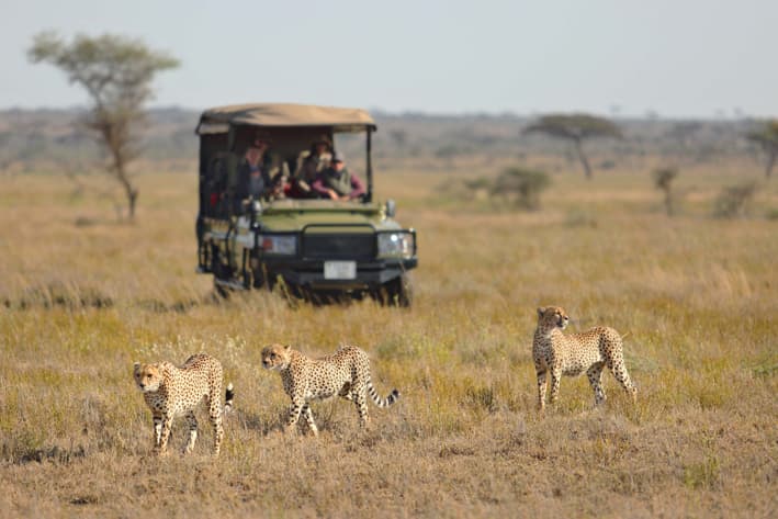 Highlights of Tanzania Safari