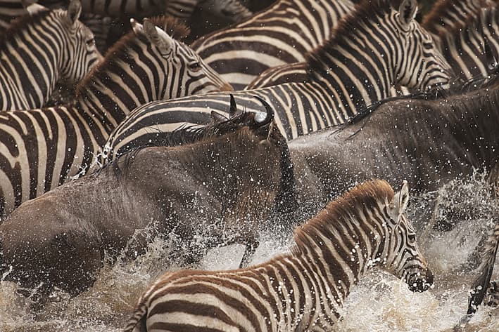 East Africa Migration Safari