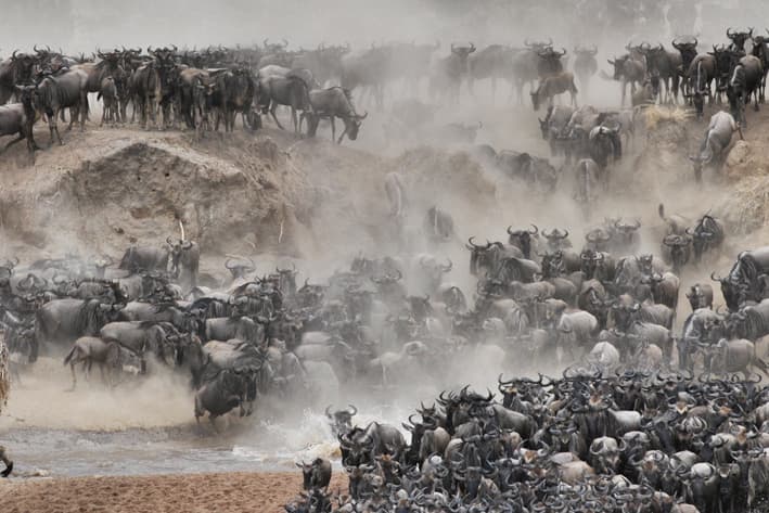 East African Migration Safari