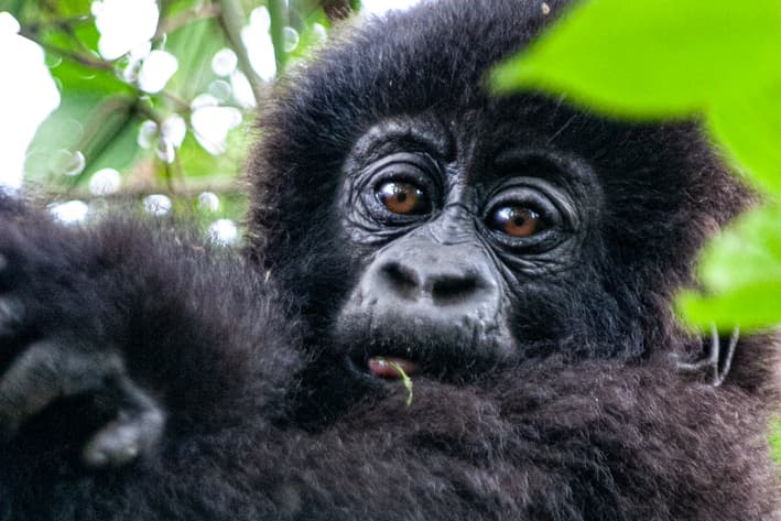Gorillas, Big Game and Seychelles Safari