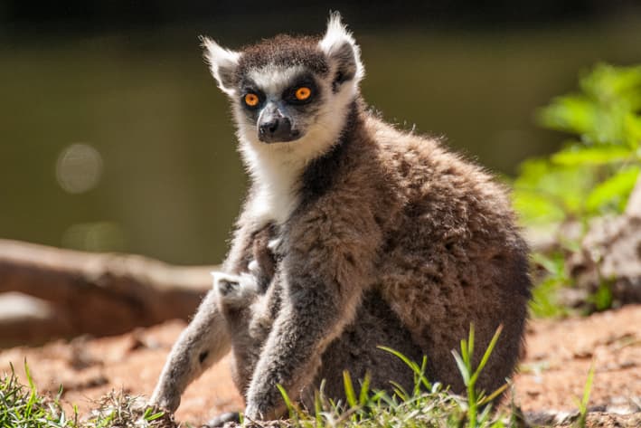 The Lemurs of Madagascar Safari