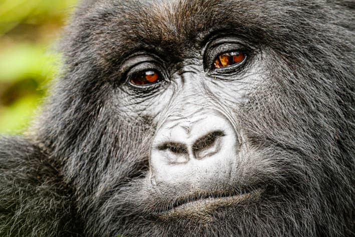 Rwanda Safari - Gorilla Safari