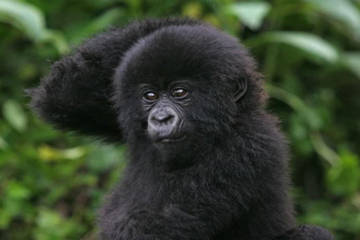 Best of Gorillas Safari