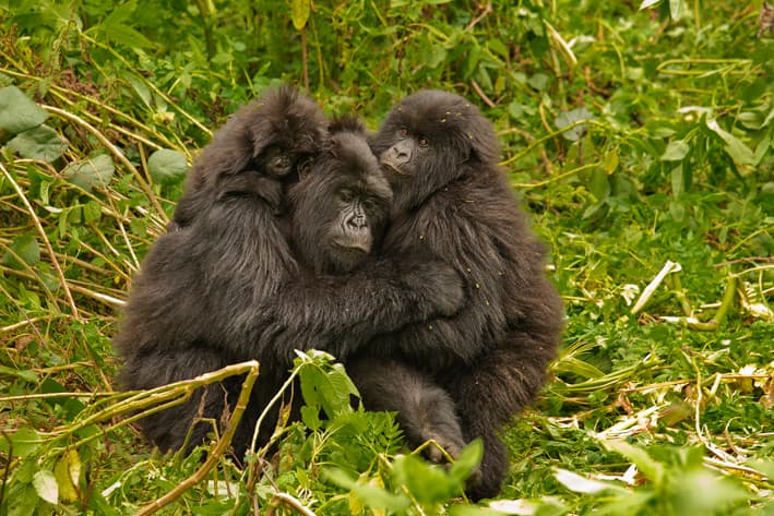 Gorillas of Rwanda and Congo