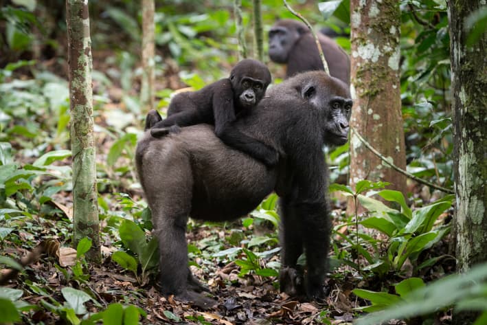 Lowland Gorilla Safari to Congo