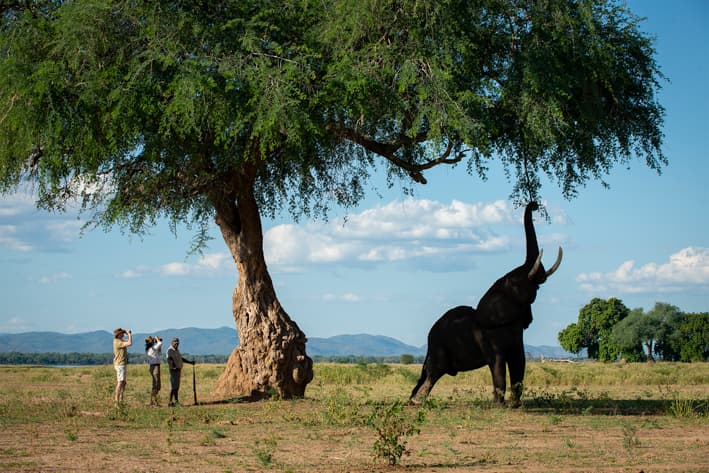 Zimbabwe Walking Safari
