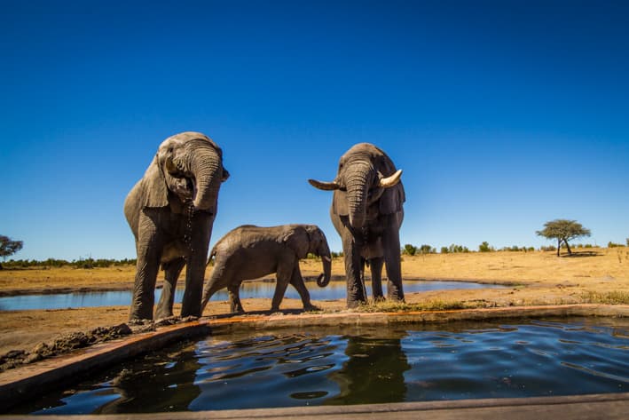 Zimbabwe Safari - Hwange