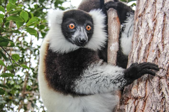 Madagascar Safari - Palmarium