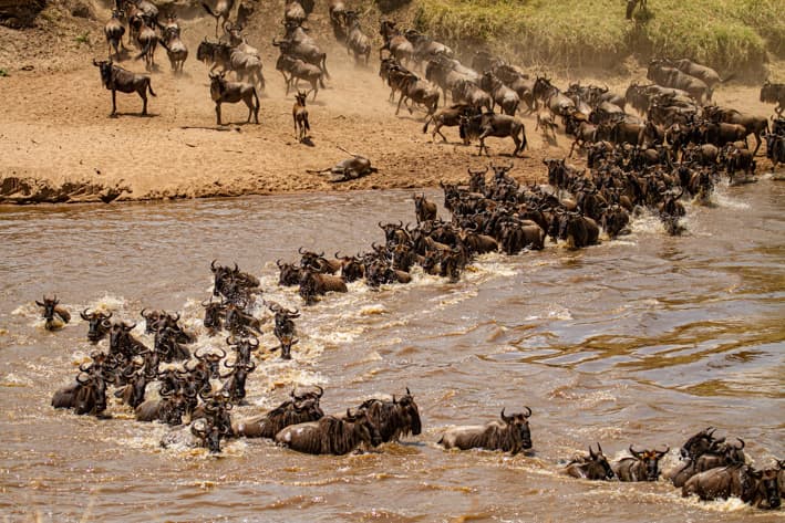 Tanzania Safari - Serengeti