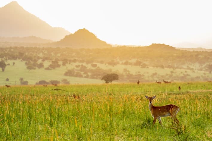 Uganda Safari - Kidepo National Park