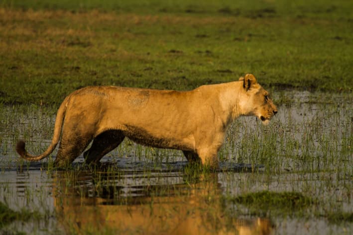Stanley Safaris - Botswana safaris (27)