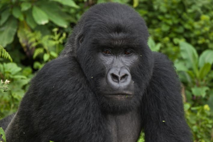 Uganda Safari - Gorilla Safari