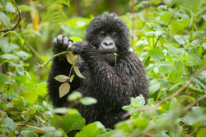 Uganda Safari - Gorilla Safari