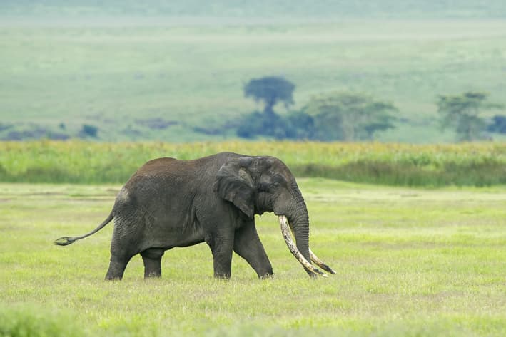 Tanzania Safari - Ngorongoro Crater