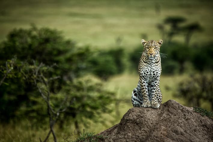 Stanley Safaris-Mara Plains-Kenya Safaris (18)