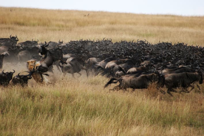 Kenya Migration Safari