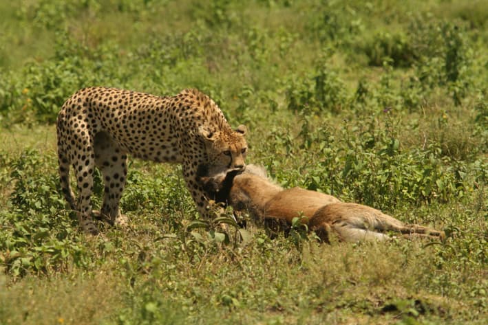 Tanzania Safari - Mwiba Reserve