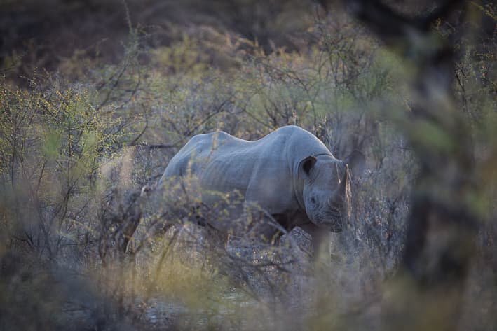 Namibia Safari - Etosha