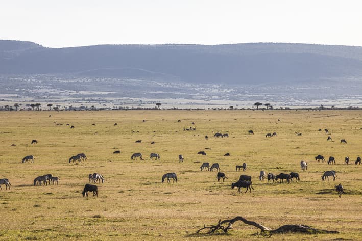 Highlights of Kenya Safari - Masai Mara