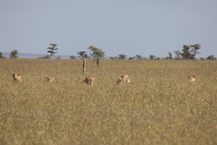 Highlights of Kenya Safari - Ol Pejeta Conservancy