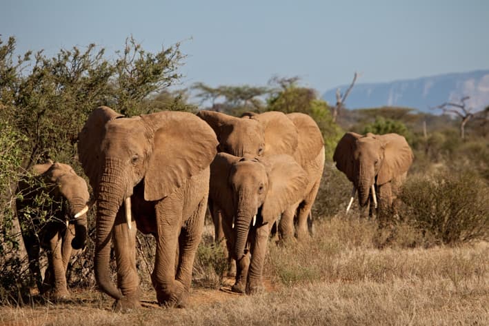 Luxury Kenya Safari - Samburu