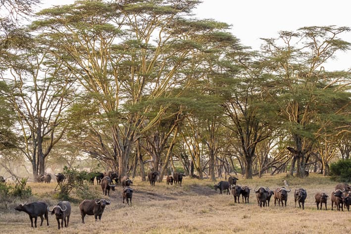 Luxury Kenya Safari - Laikipia