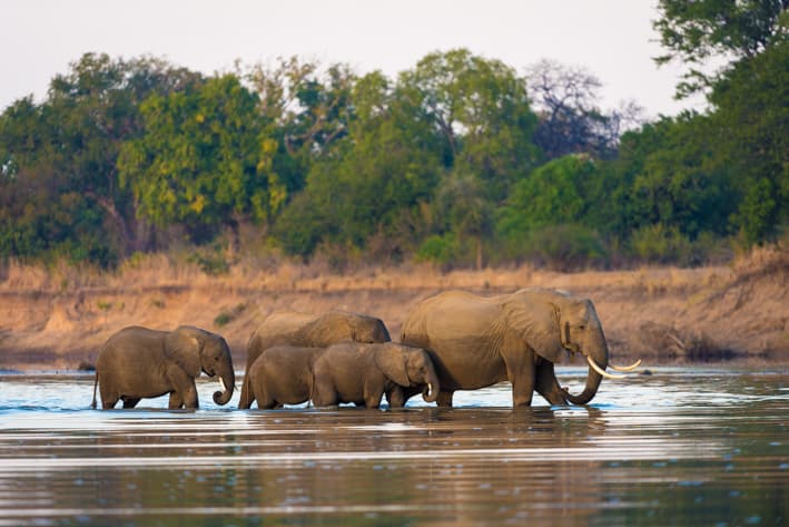 Zambia Safari - South Luangwa