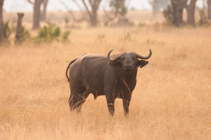 Uganda Safari - Ishasha