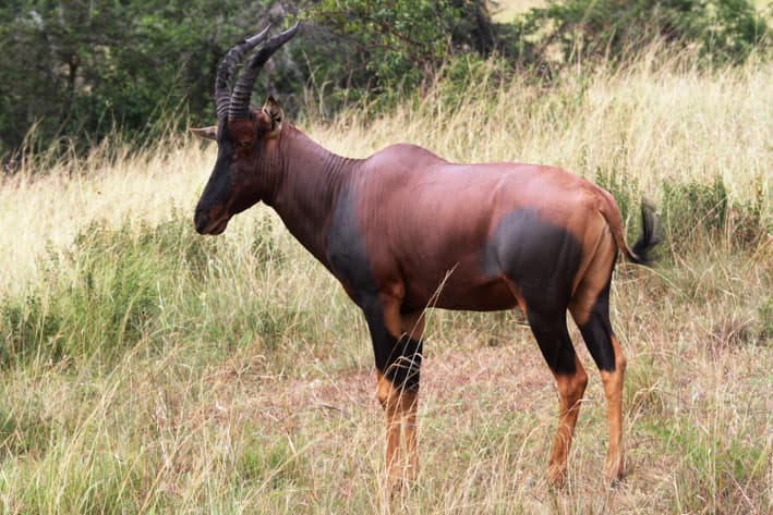 Uganda Safari - Ishasha