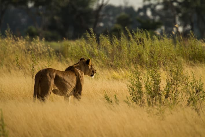 Stanley Safaris_Botswana Walking Safari (6)