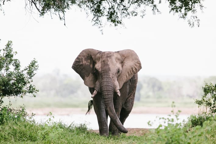 Zimbabwe Safari - Gonarezhou