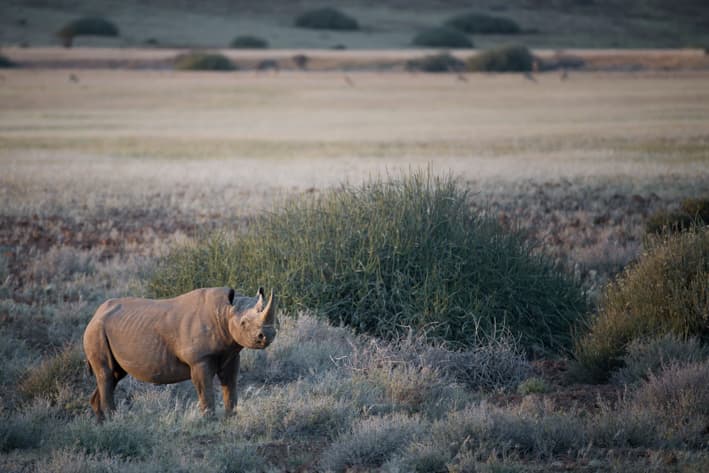 Namibia Safari - Desert Rhino Camp