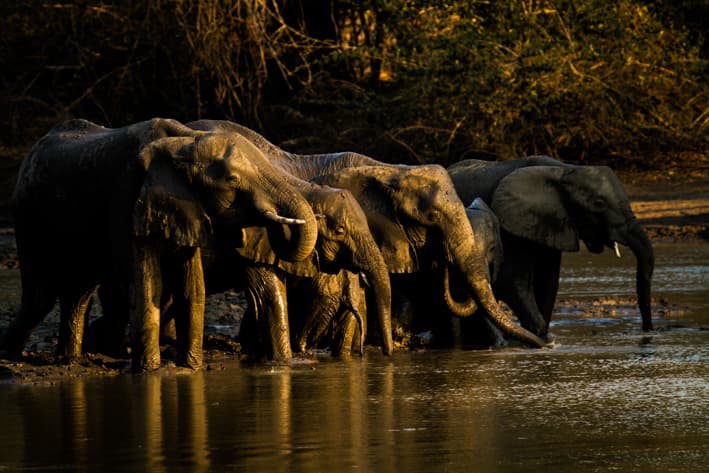 Zimbabwe Safari - Kanga