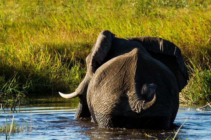 Stanley Safaris_Linyanti Expeditions_Botswana Safari (4)