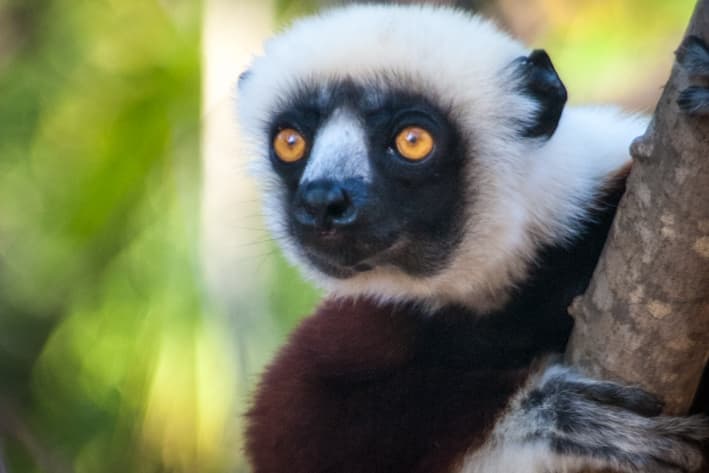 Madagascar Safari - Anjajavy