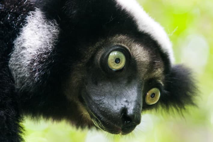 Madagascar Safari - Andasibe