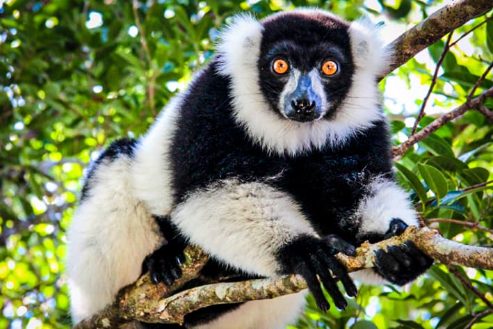 Best of Madagascar Safari