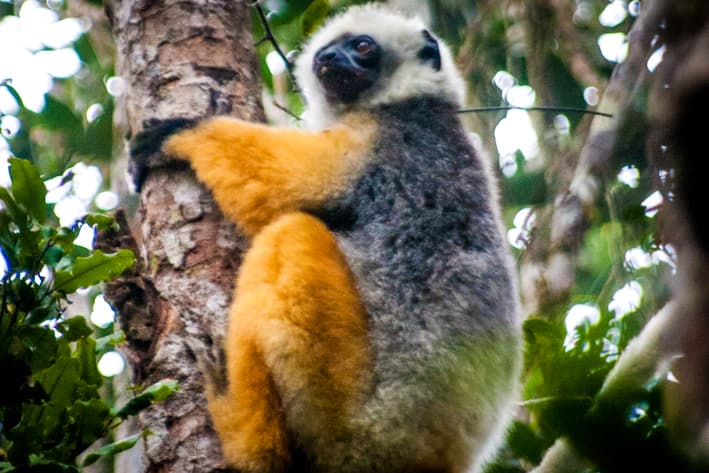 Madagascar Safari - Andasibe