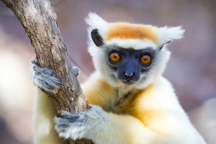 Madagascar Safari - Miavana