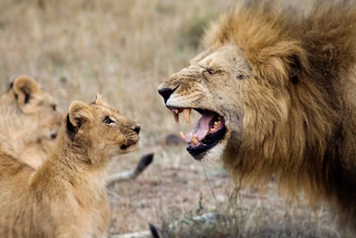 Kenya Honeymoon Safari - Masai Mara