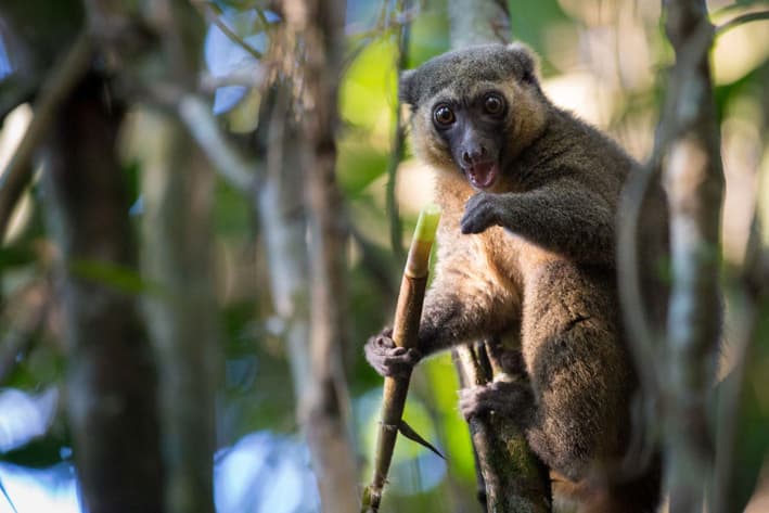 Madagascar Safari - Ranomafana