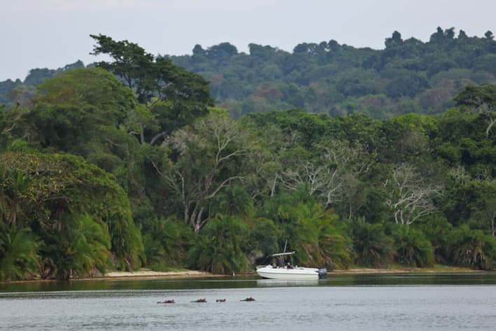 Tanzania Safari - Rubondo Island