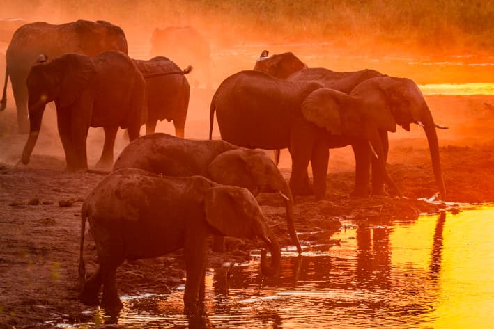 Botswana Safari - Selinda