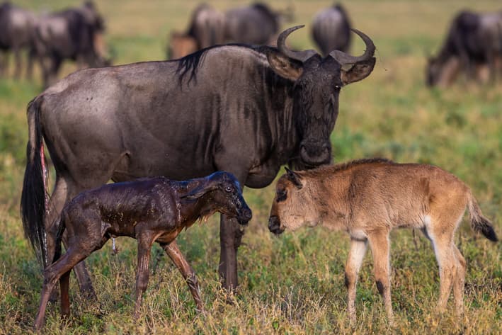 Tanzania Safari - Serengeti